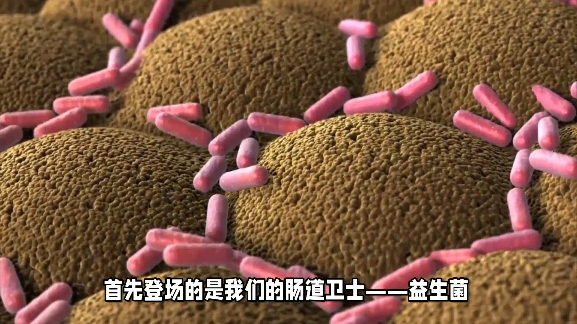 益生菌與有害菌 微生態平衡的守護者